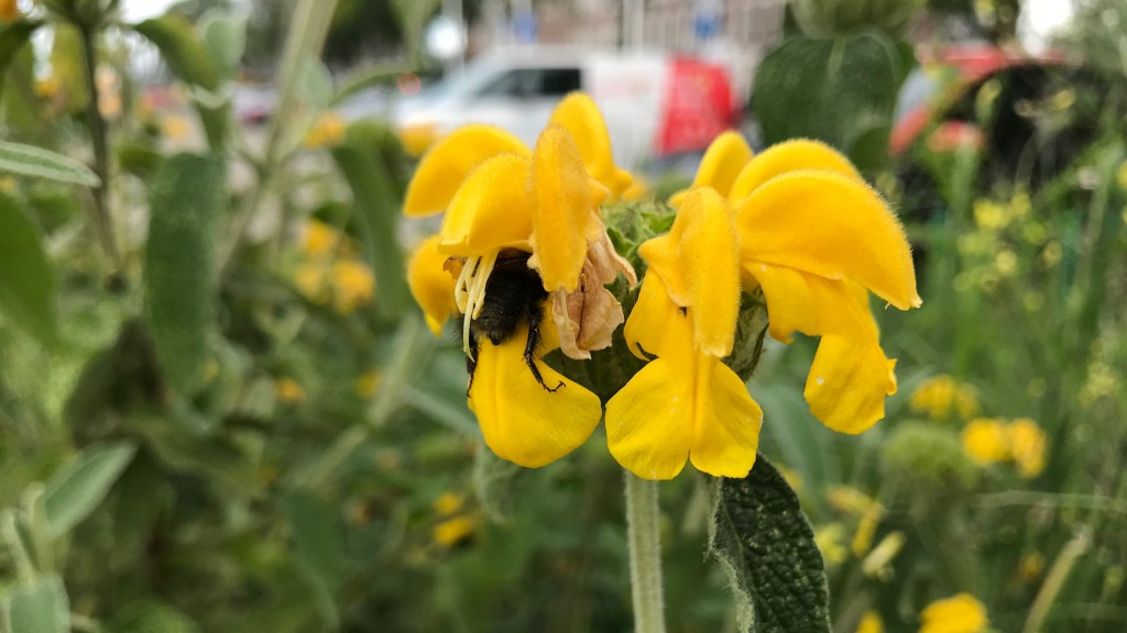 Hoe een hommel met zijn zware, dikke lijf bloemen kan&nbsp;openen…